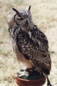 [Eagle Owl]