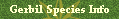 Gerbil Species Info