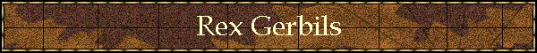 Rex Gerbils