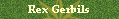 Rex Gerbils