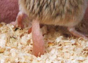 A Fat-Tailed Gerbil