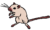 siam.gif (1032 bytes)