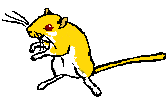 yfox.gif (2061 bytes)